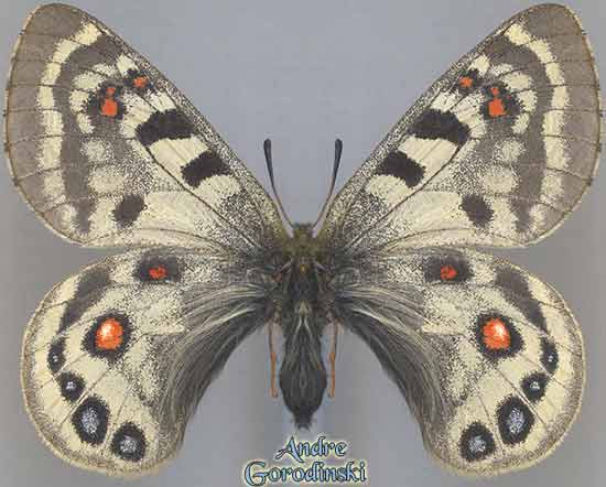 http://www.gorodinski.ru/papilionidae/Parnassius cephalus capit.jpg